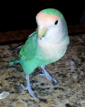 Kenya the Lovebird